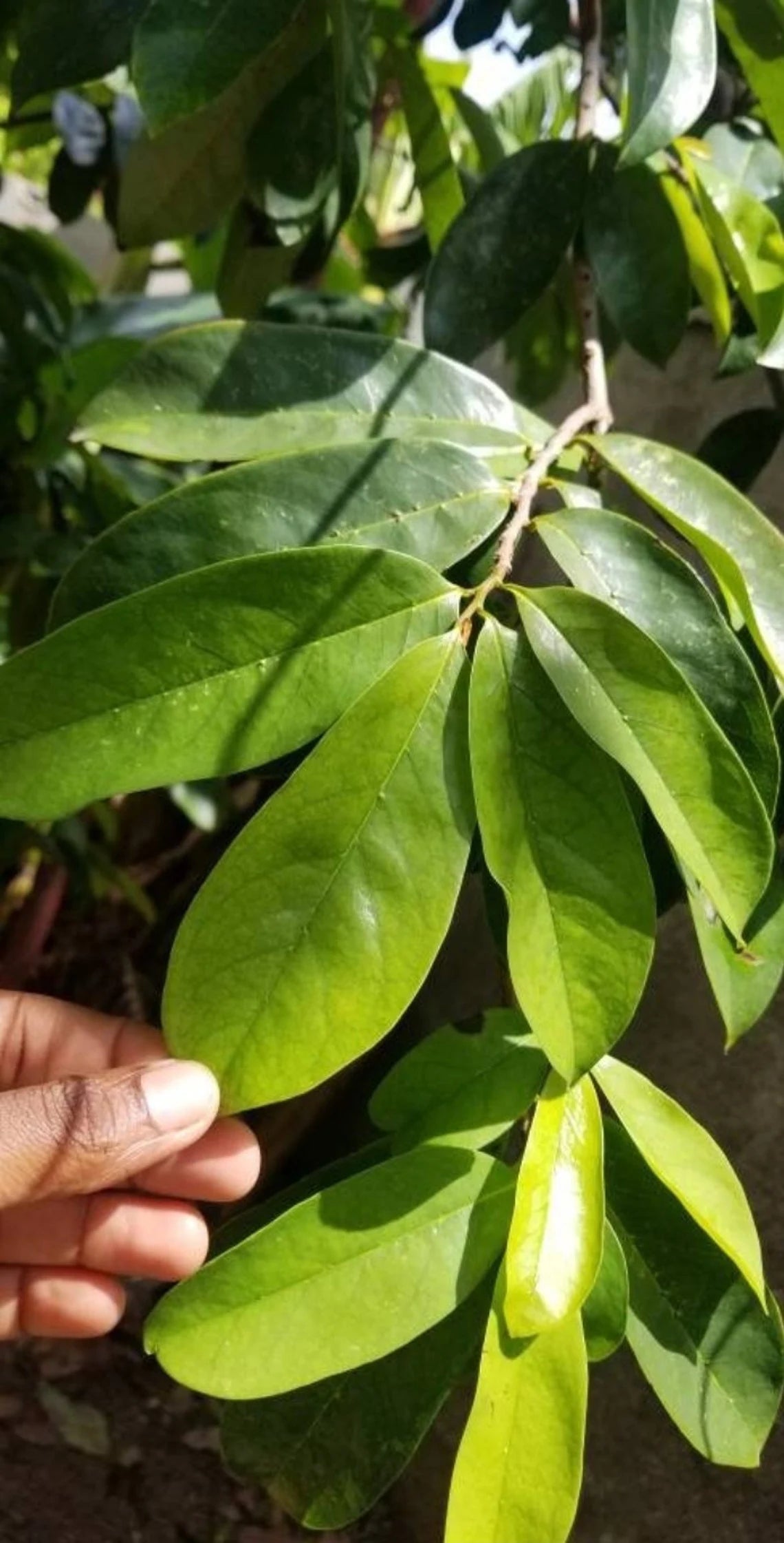 Soursop Leaves, Jamaica Graviola Loose Leaf Tea 100+ leaves dried