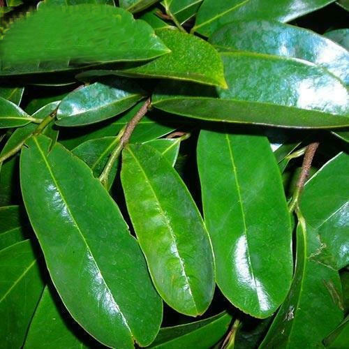 organic soursop leaves guanabana graviola guyabano 100 + leaves dried