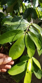 Soursop Leaves, Jamaica Graviola Loose Leaf Tea 100+ leaves dried