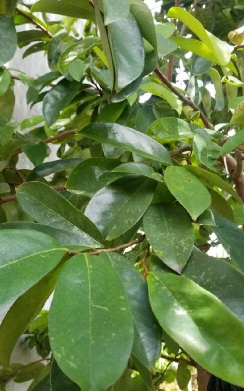 Soursop Leaves, Jamaica Graviola Loose Leaf Tea 100+ leaves dried