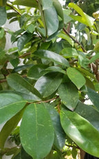Soursop Leaves, Jamaica Graviola Loose Leaf Tea 100+ leaves dried