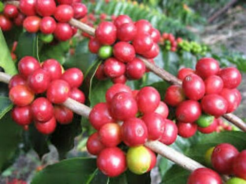 Jamaican Blue Mountain Coffee 8oz Ridgelyne Roasted & Ground